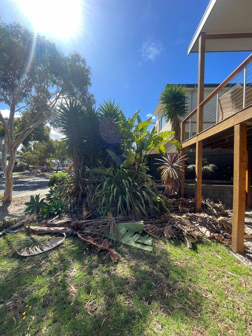 Same garden bed before clean-up, with overgrown palm fronds and debris scattered across the lawn.