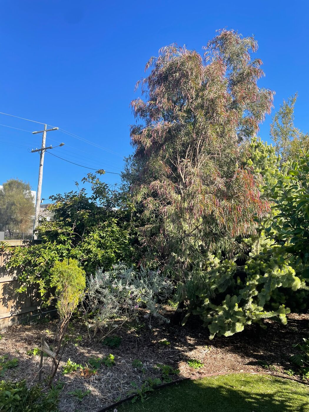 Same garden bed before maintenance, overgrown with an unruly tree and scattered undergrowth.
